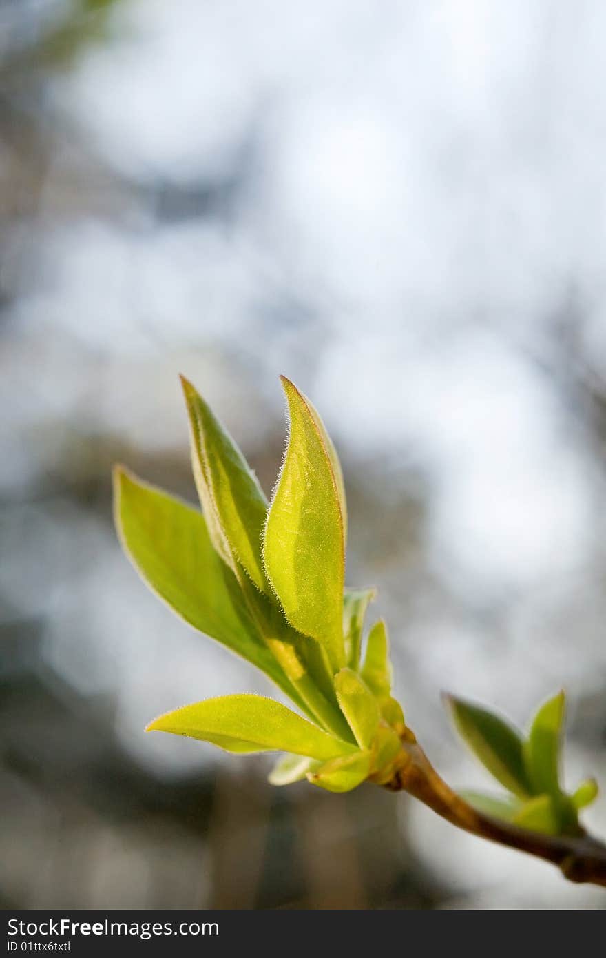 Tree branch with bud environment related background. Tree branch with bud environment related background