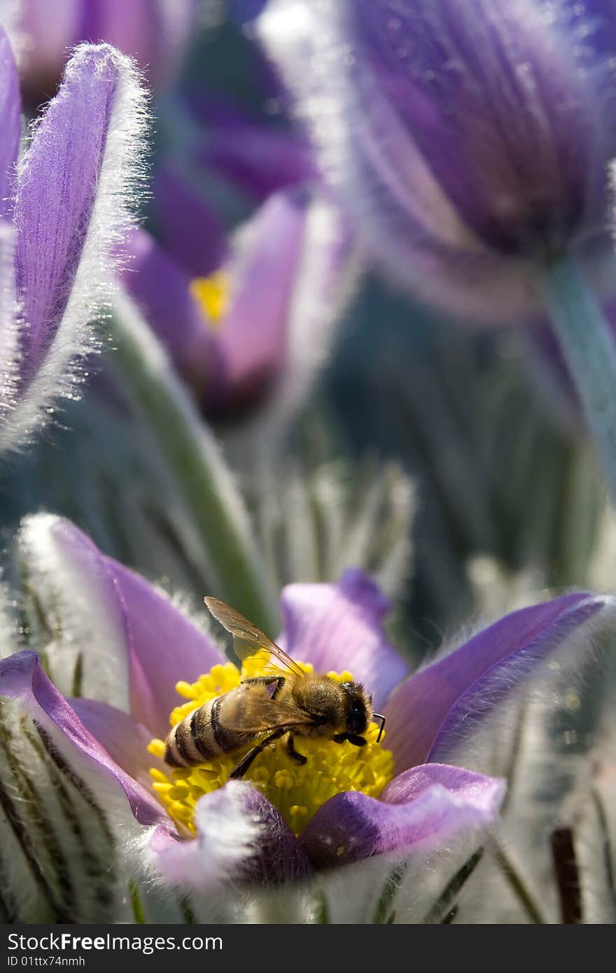 Fine blue flowers macro background