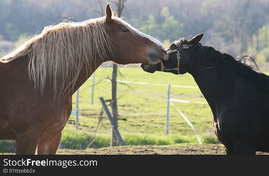 Horse Play