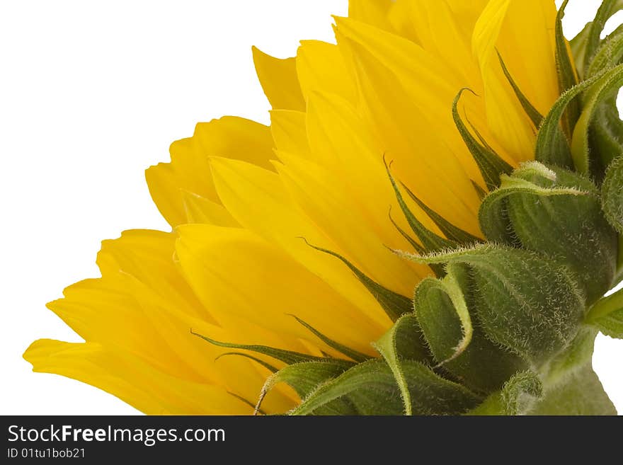 Sunflower isolated on a white background. Sunflower isolated on a white background