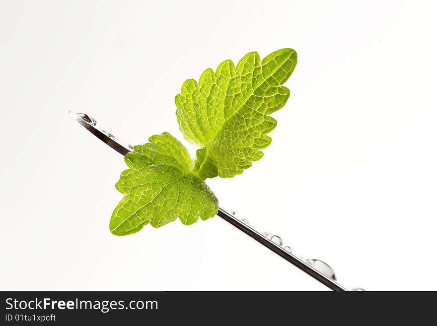 Lemon balm leaves