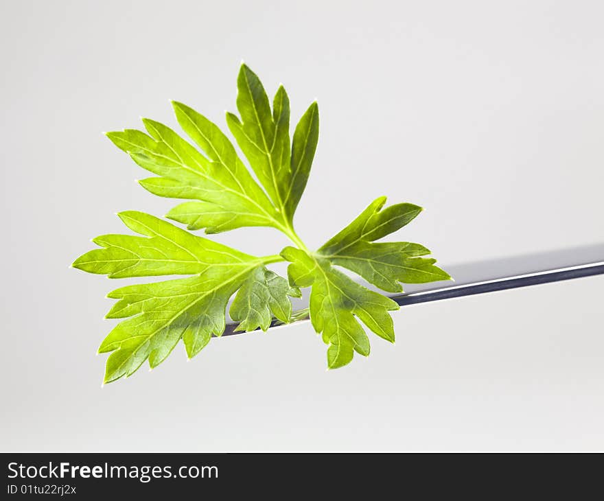 Fresh Parsley Leaf