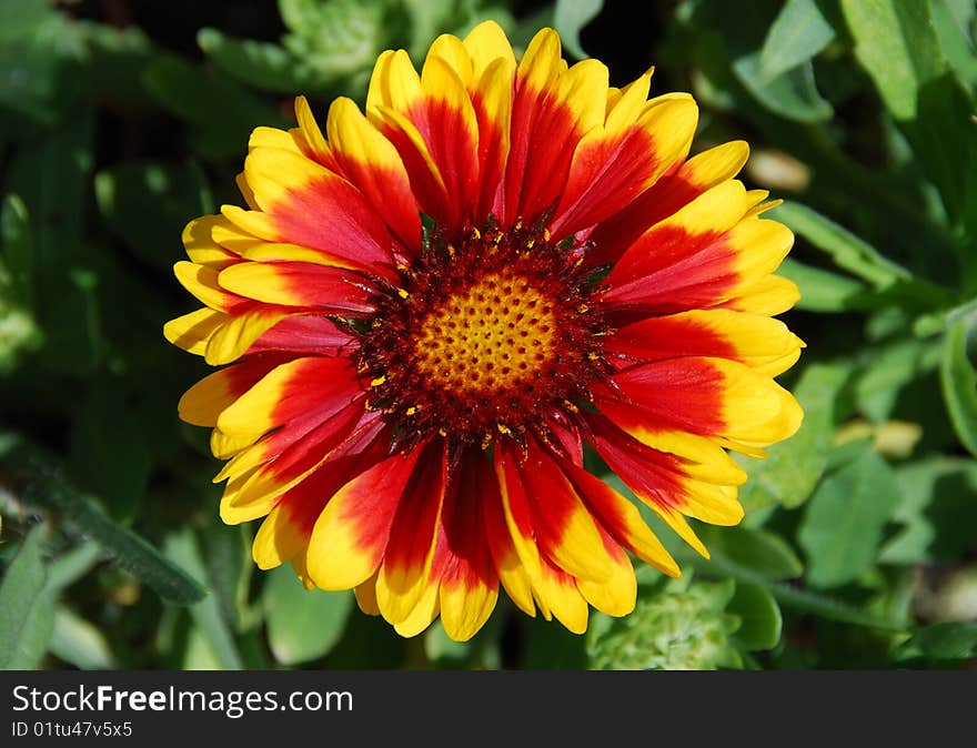 Sunflower close-up