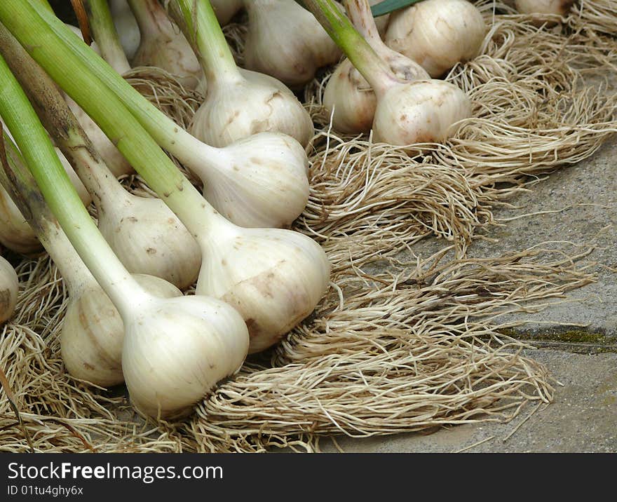 Fresh green garlic after ingathering