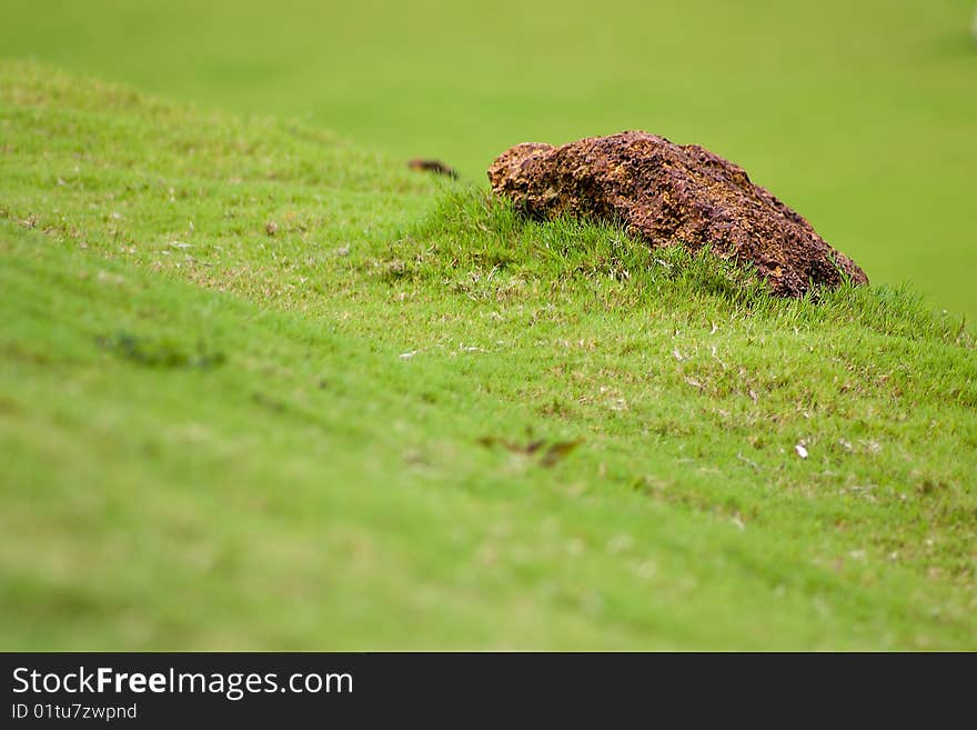 Grass and stone