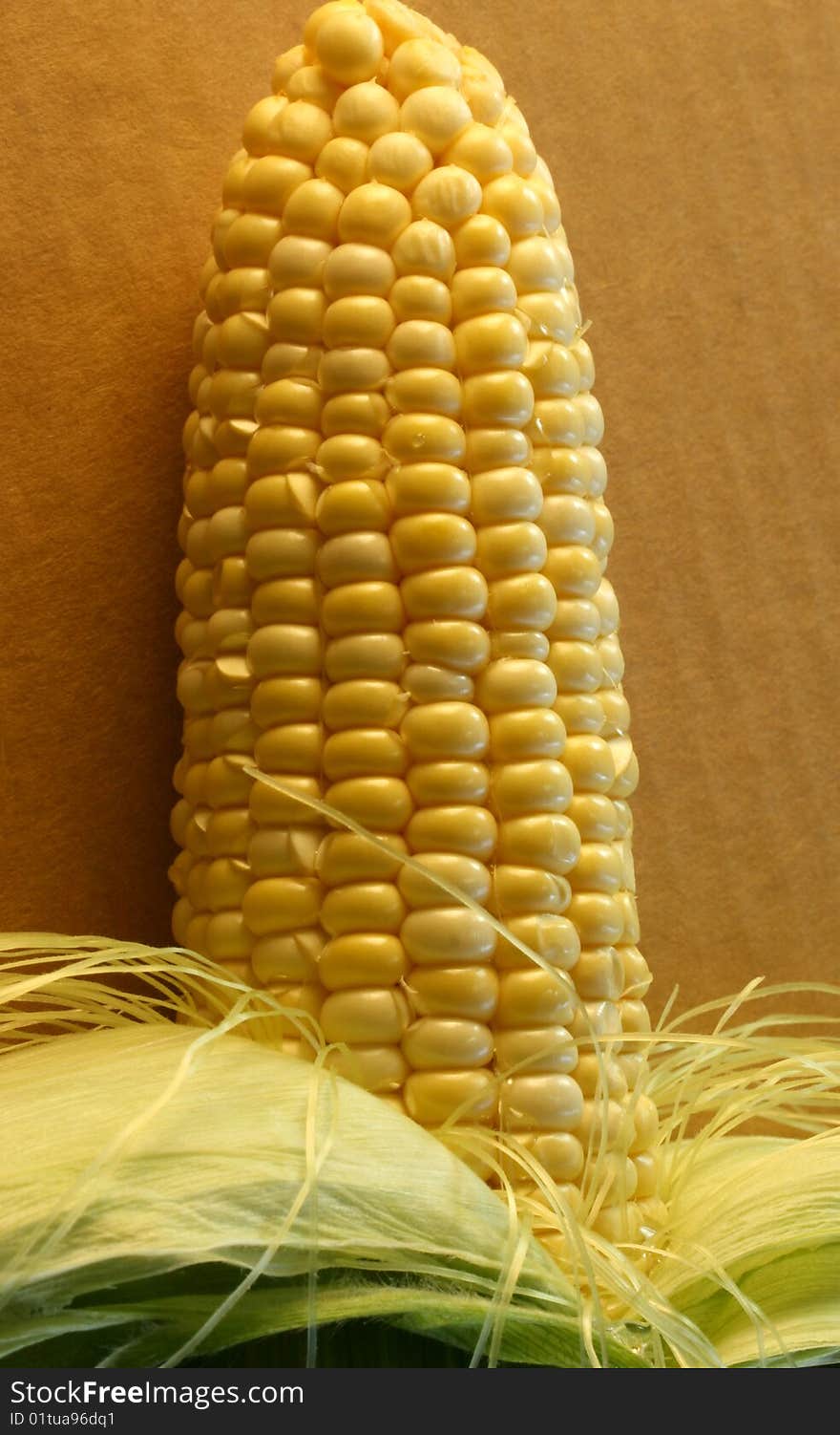 Ear of Corn