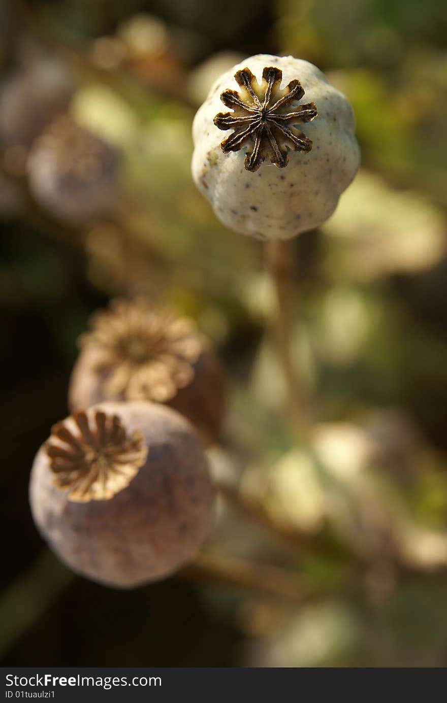 Detailed top view of poppyhead in poppyfield. Detailed top view of poppyhead in poppyfield