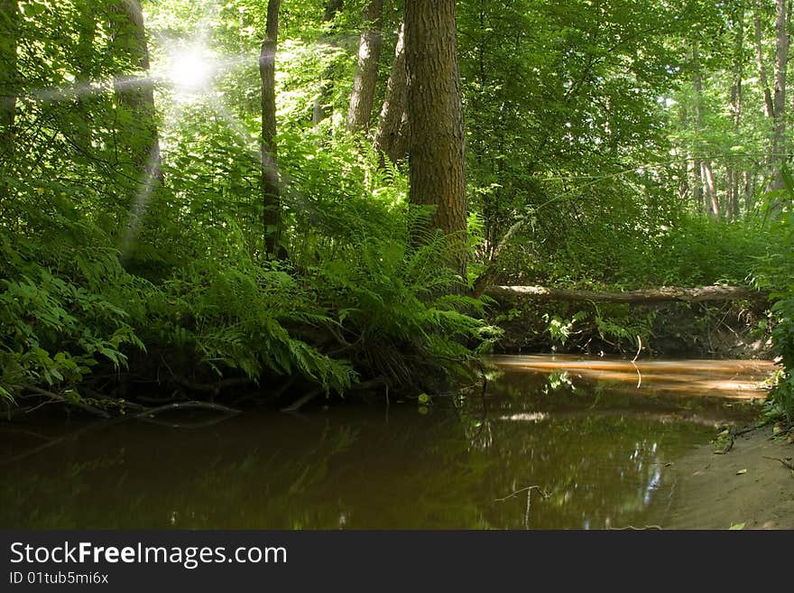 Sunrise in forest and river