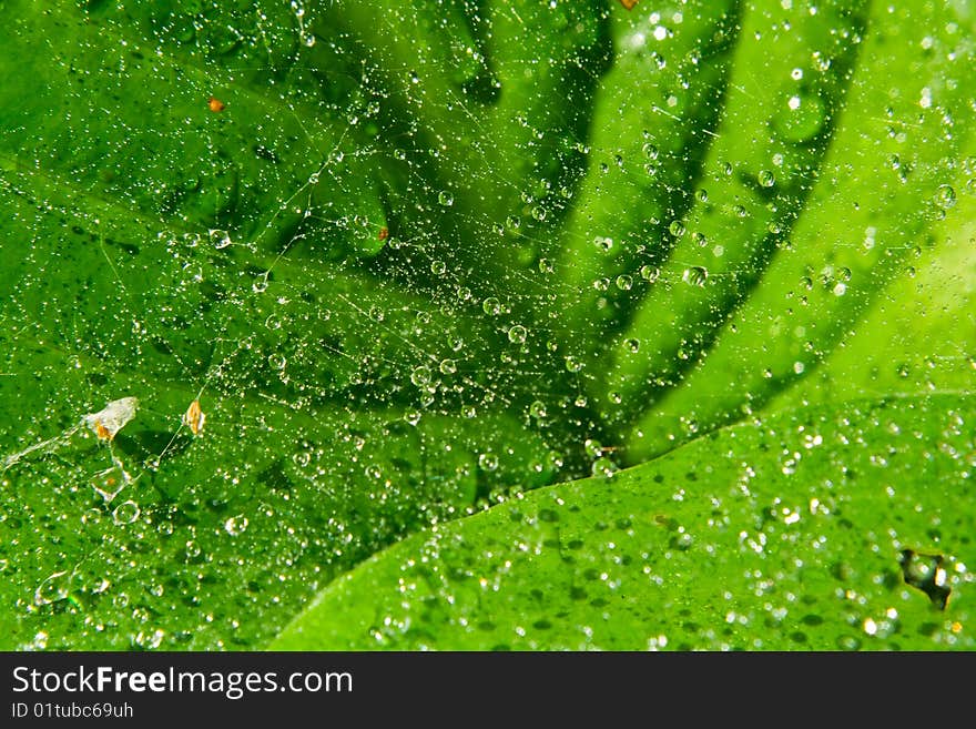 Drops of water on a spider web on a background green leaves