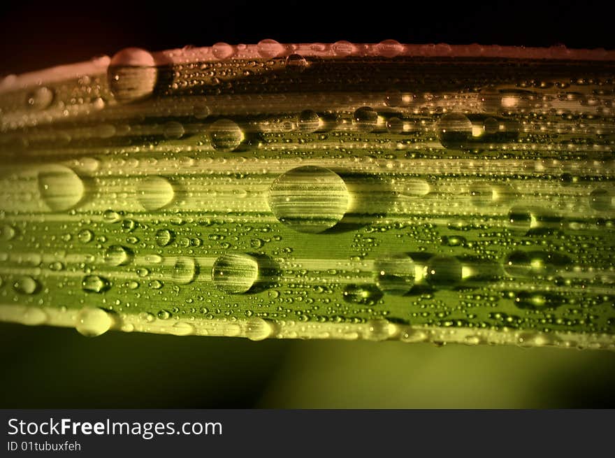 Drops of dew on a striped blade of grass in the early morning sunlight. Drops of dew on a striped blade of grass in the early morning sunlight