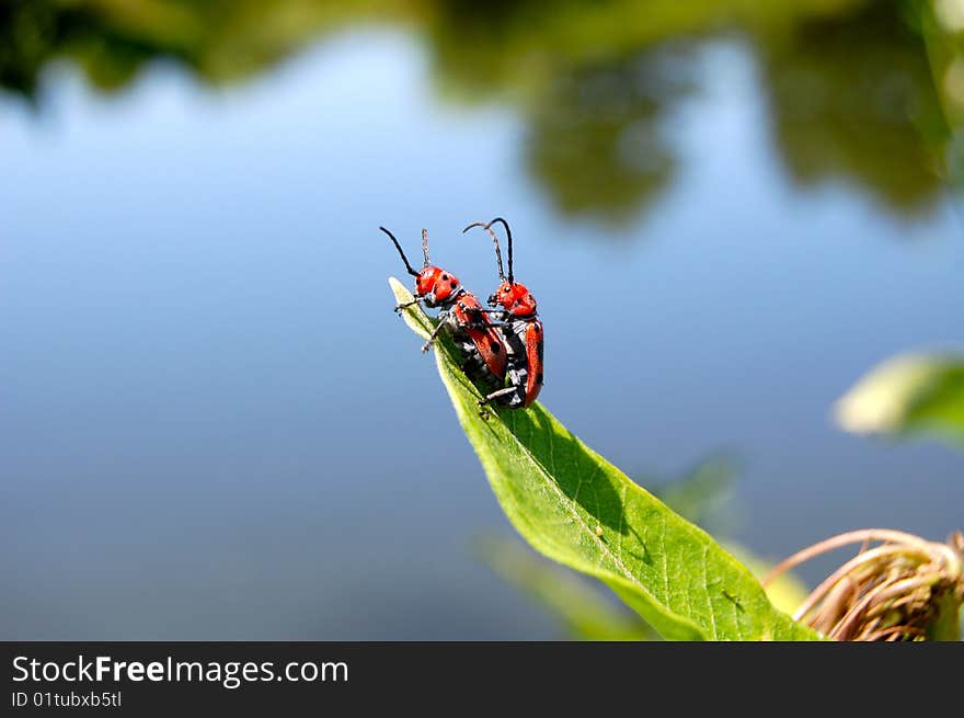 Milkweed bugs mating