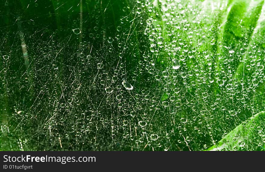 Drops of water on a spider web on a background green leaves