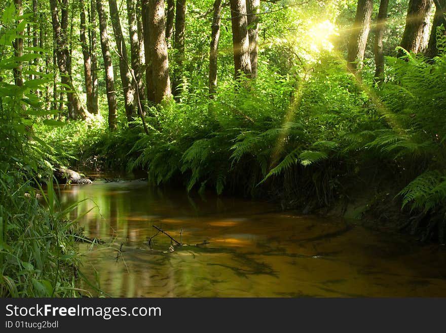 Stream in forest with sun