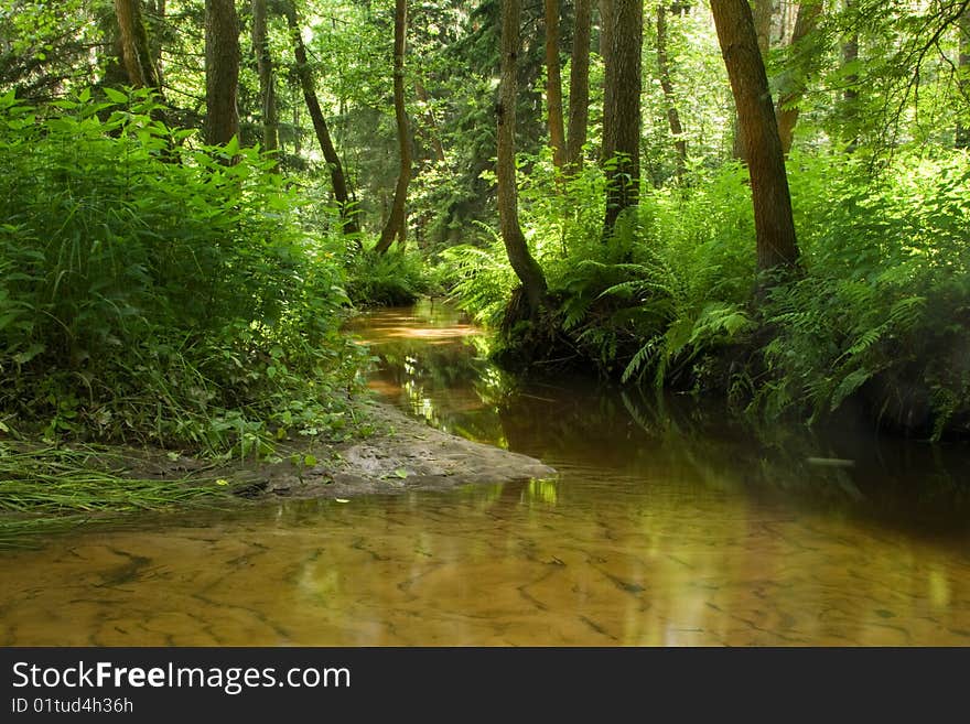 Spring morning in the forest. Spring morning in the forest