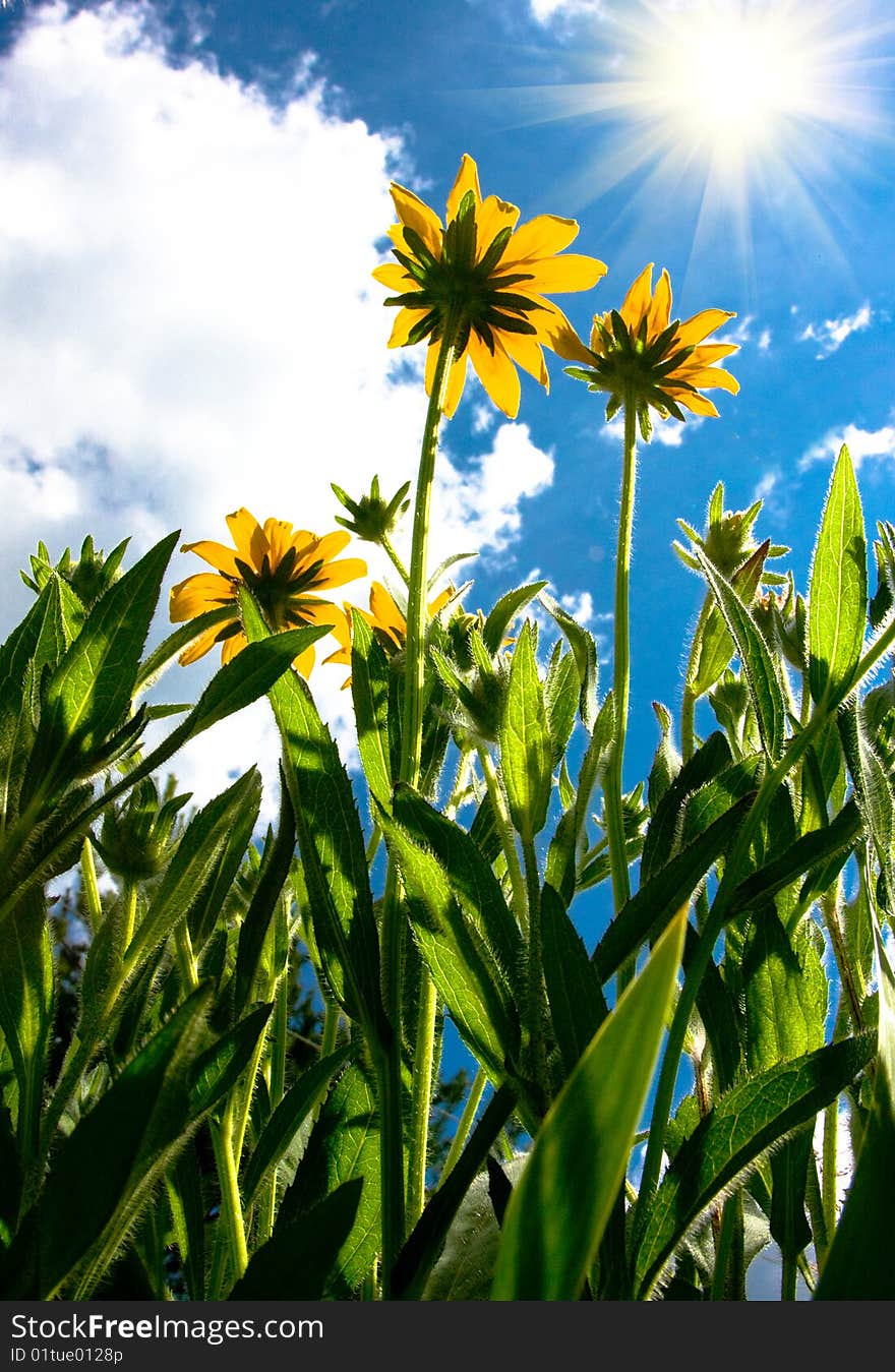 Yellow flowers and blue sky