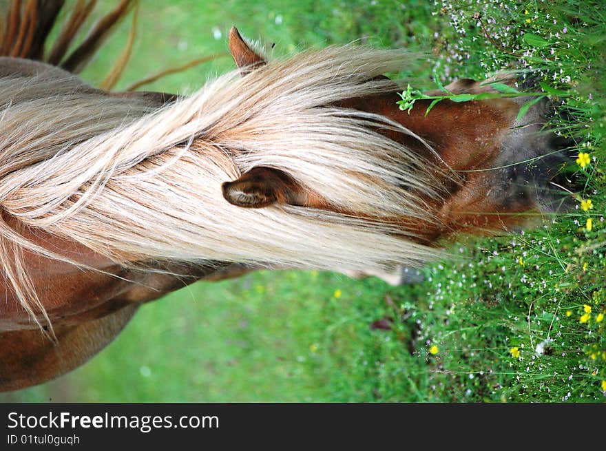 Pony somewhere in the Carpati Mountains, Europe, eating quietly. Pony somewhere in the Carpati Mountains, Europe, eating quietly