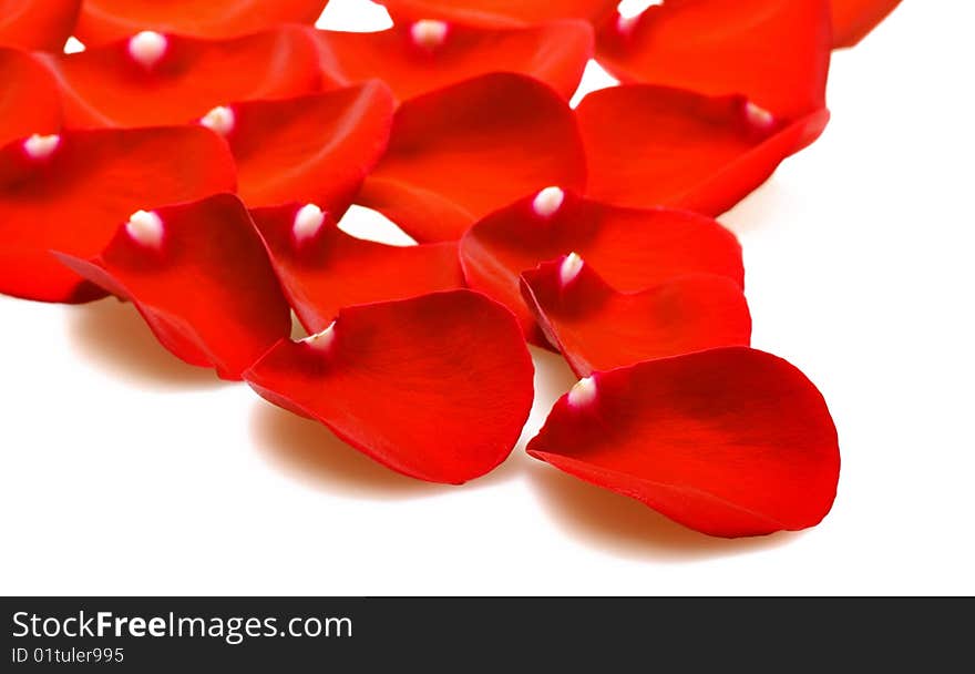 Red rose petals on white