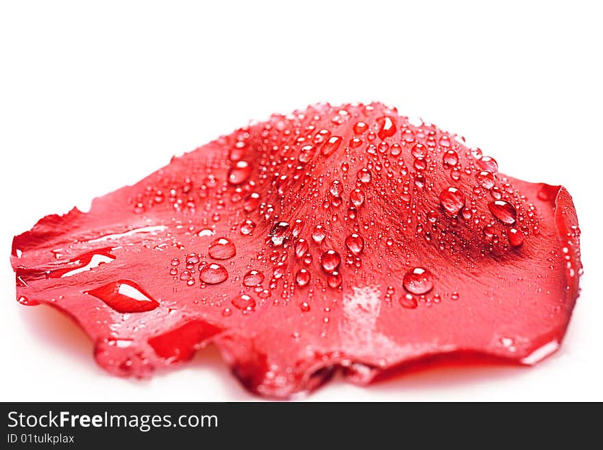 Rose petal with water drops