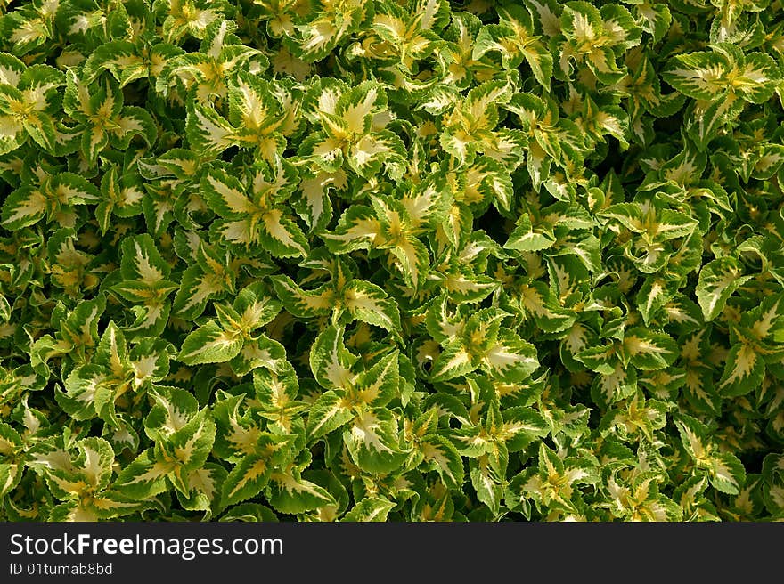 Abstract background from green leaves