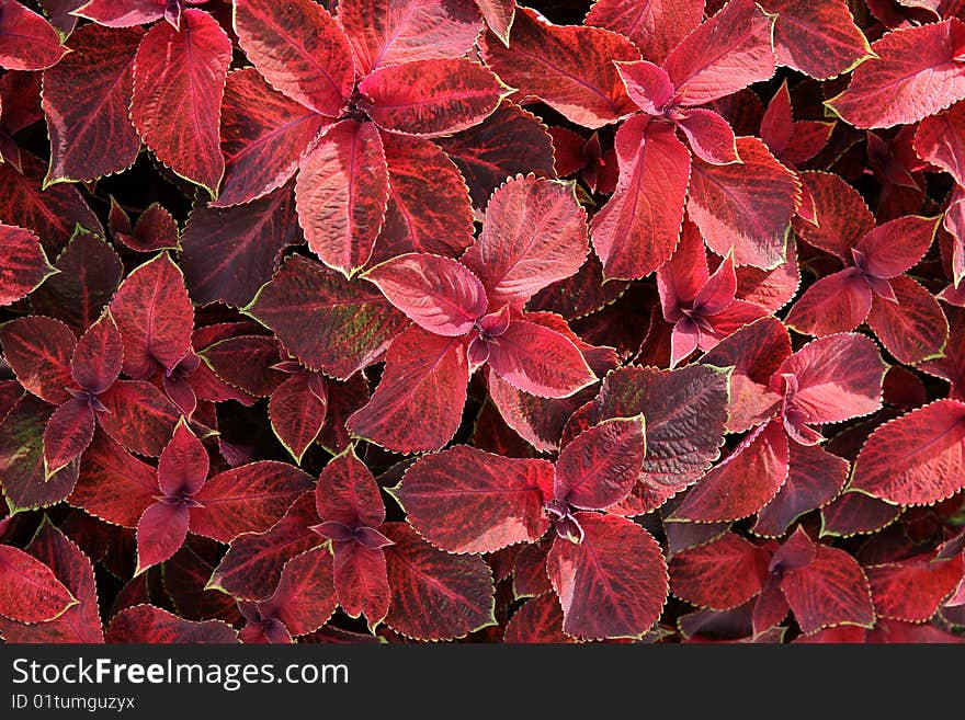 Abstract background from red leaves