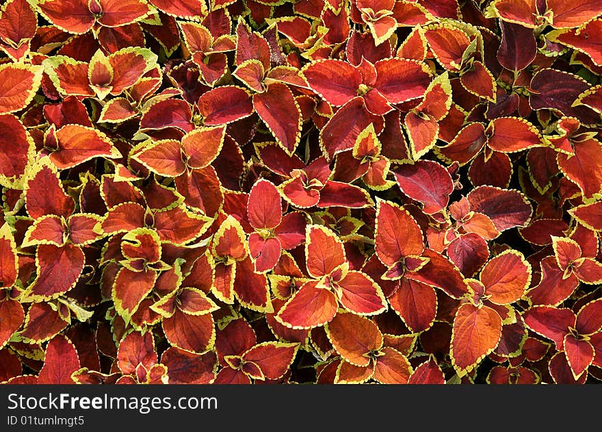Background from red-yellow leaves. Background from red-yellow leaves