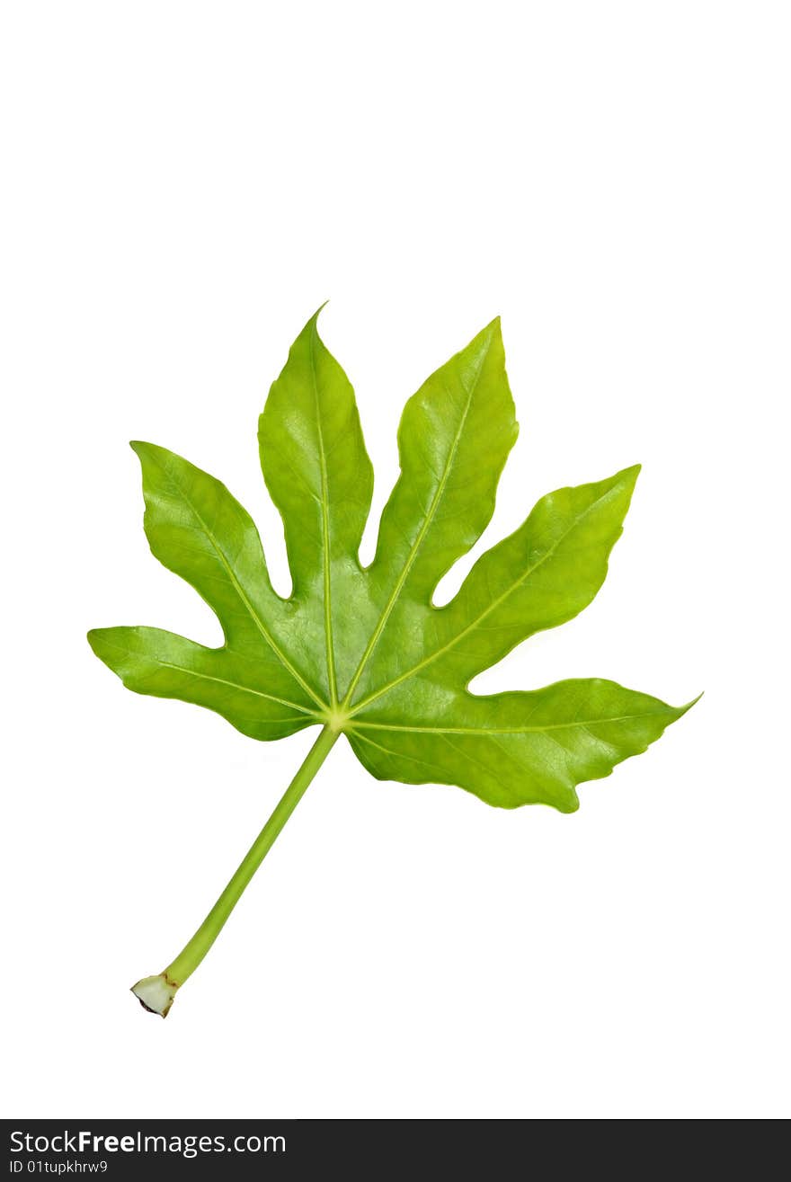 Fig Leaf