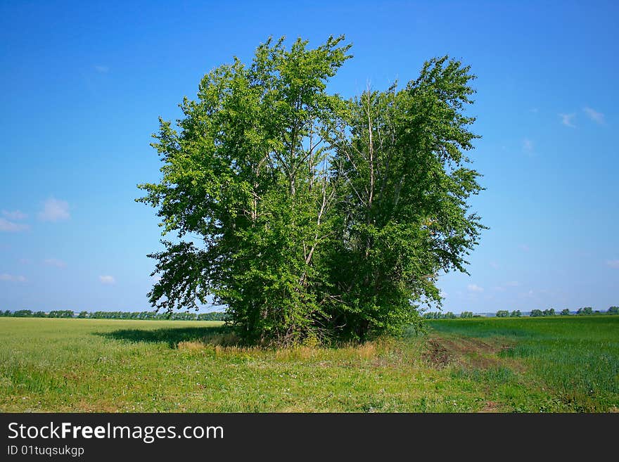 Tree and sky