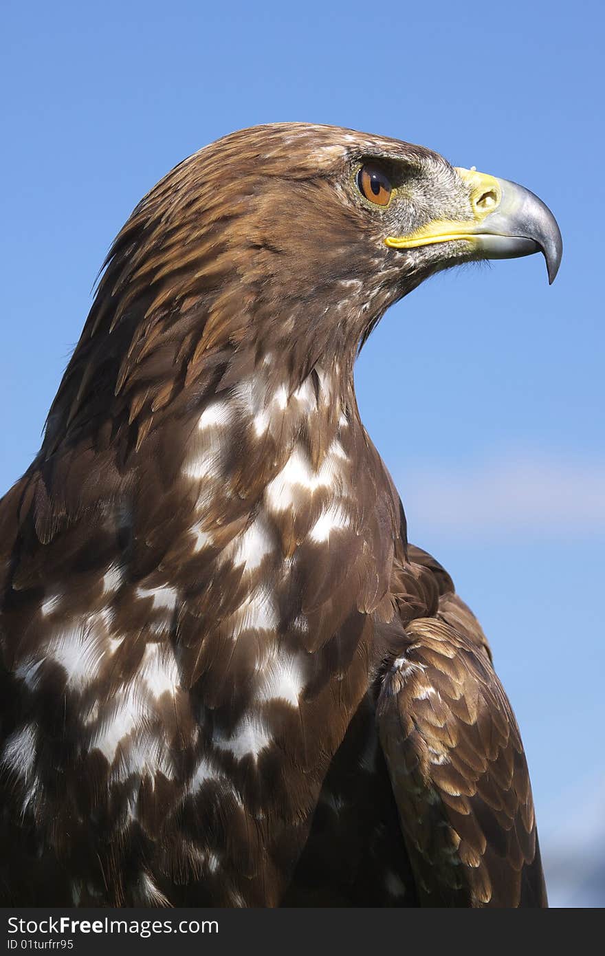 Eagle