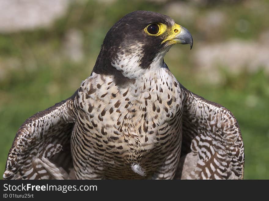 Falcon portrait on the Alb in Germany