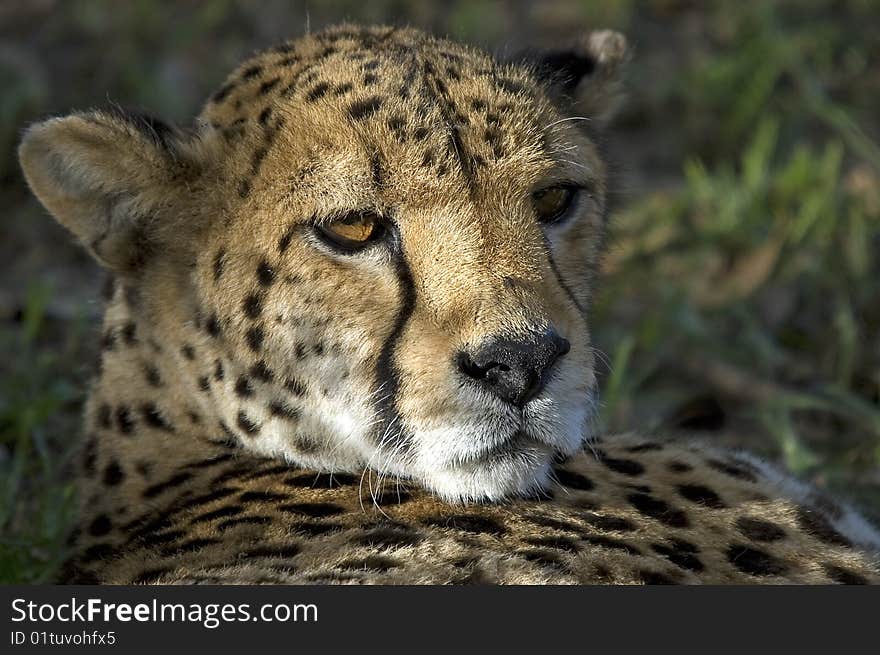 Cheetah looking over shoulder