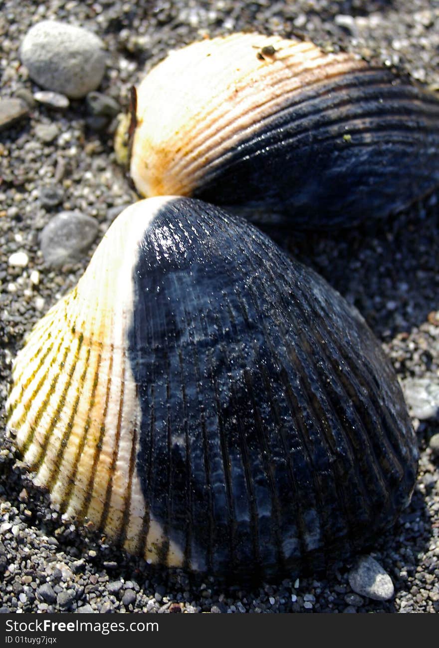 Close-up shot of a black and white colored sea shell laying atop a sandy beach. Close-up shot of a black and white colored sea shell laying atop a sandy beach.