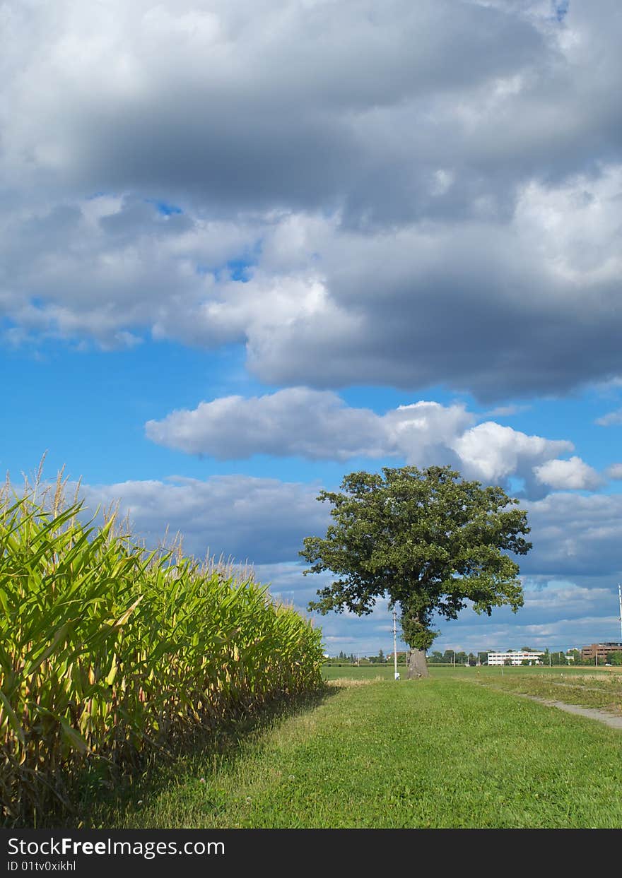 Farm field and a lonely tree under the blue cloudy sky