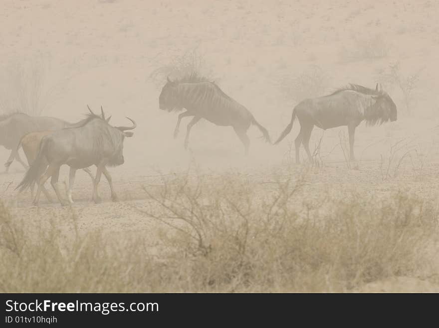 A Gnu dances in a sand storm in the kgalagadi, South Africa