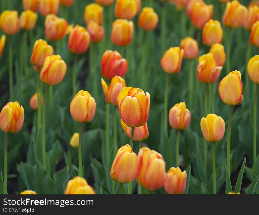 Beautiful Tulips In Spring