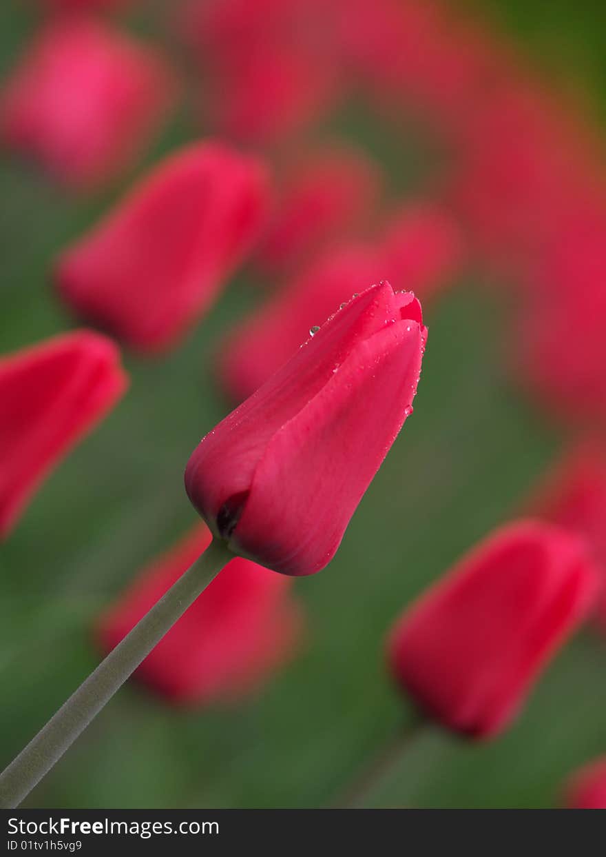 Beautiful Red Tulips