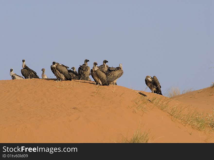 With no trees in sight the vultures have to be satisfied with the ridge of the highest sand dune to use as a vantage point. With no trees in sight the vultures have to be satisfied with the ridge of the highest sand dune to use as a vantage point