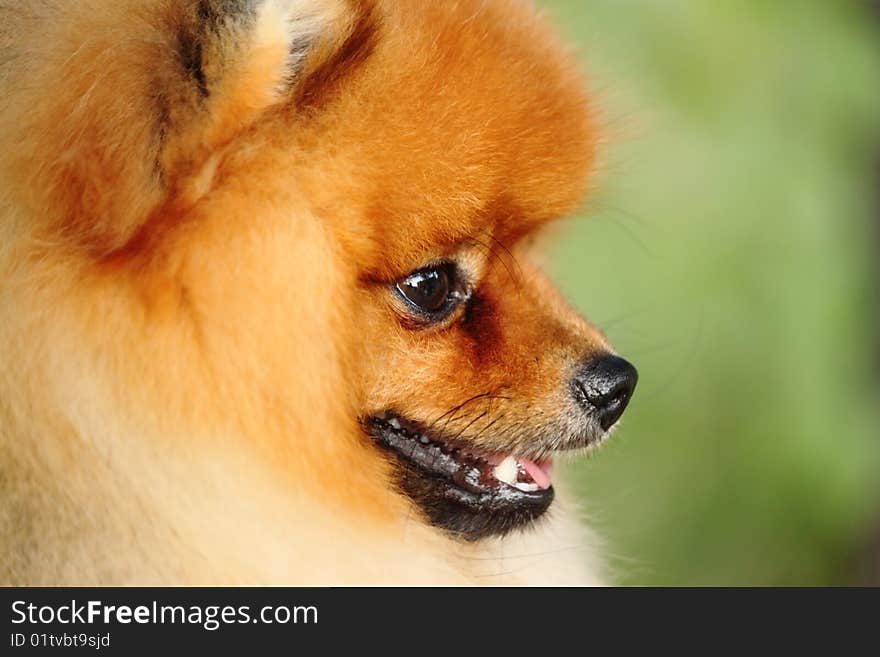 The face of pomeranian spitz dog. The face of pomeranian spitz dog