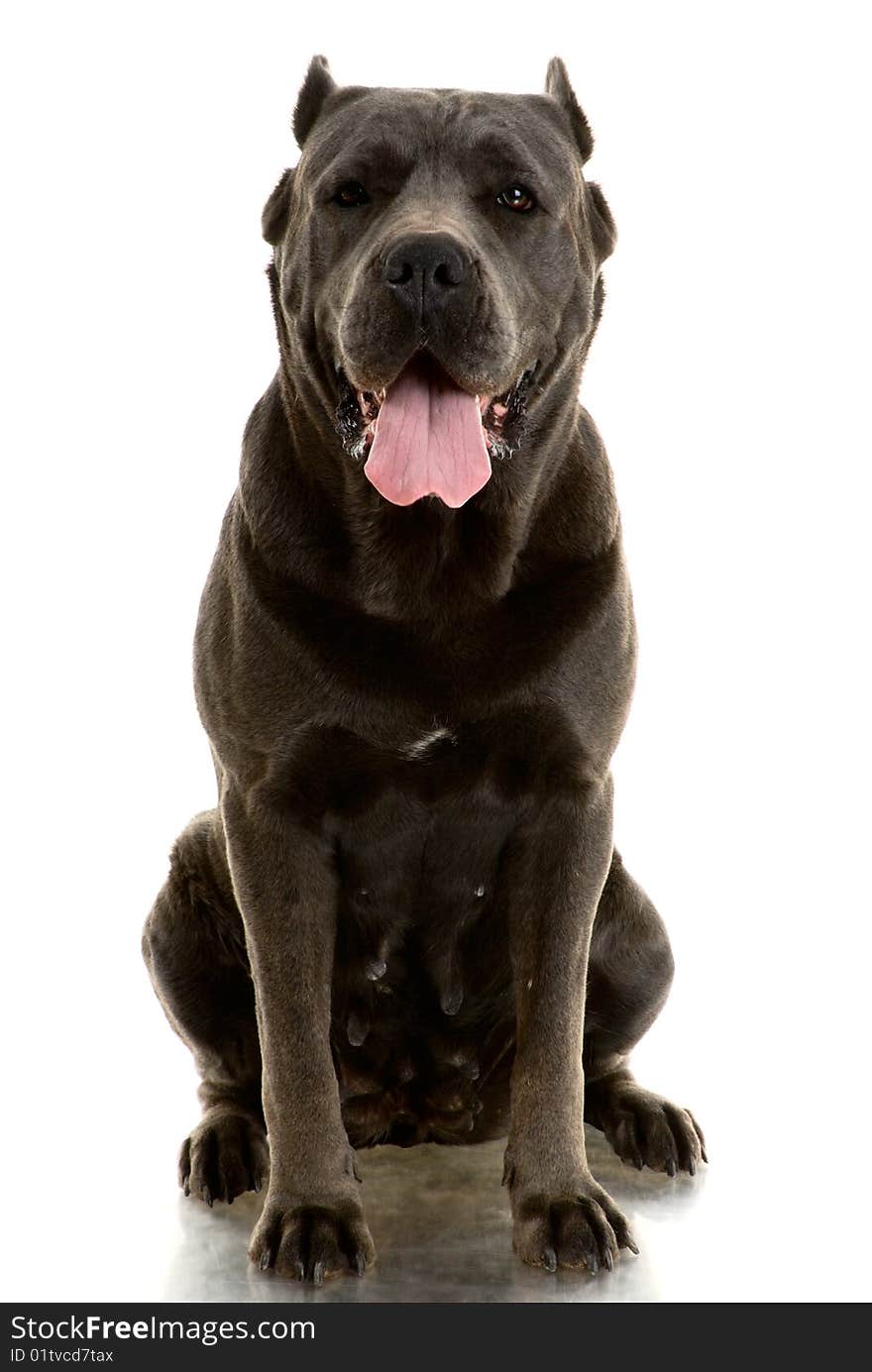 Cane Corso Dog