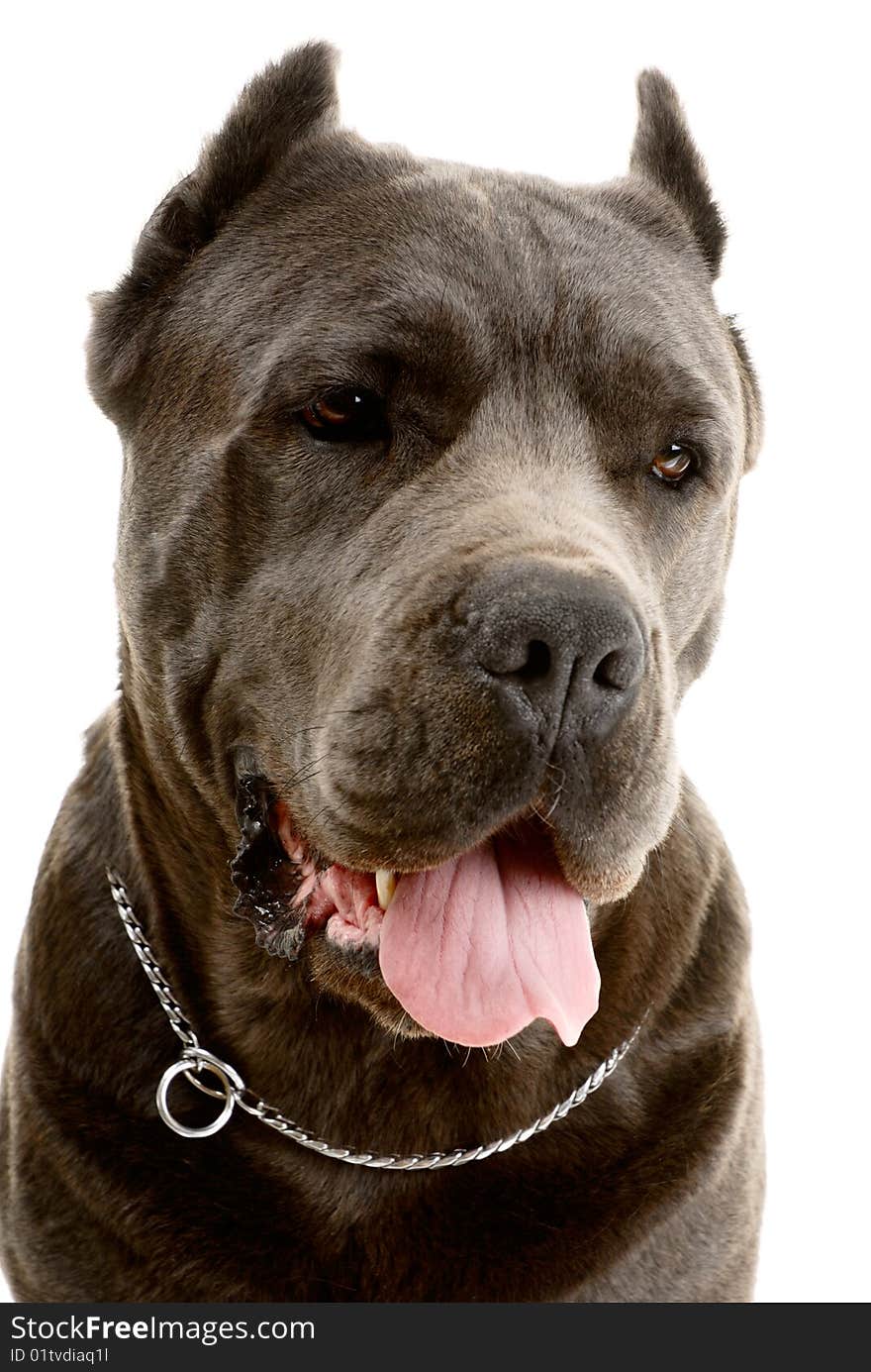 Cane Corso Dog