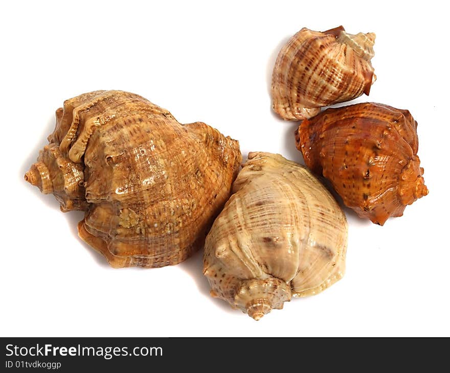 Sea shell isolated on white background. Sea shell isolated on white background