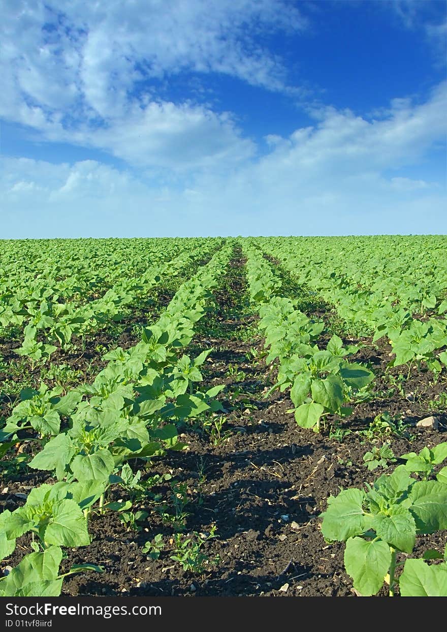 Sunlight landscape with young sunflowers