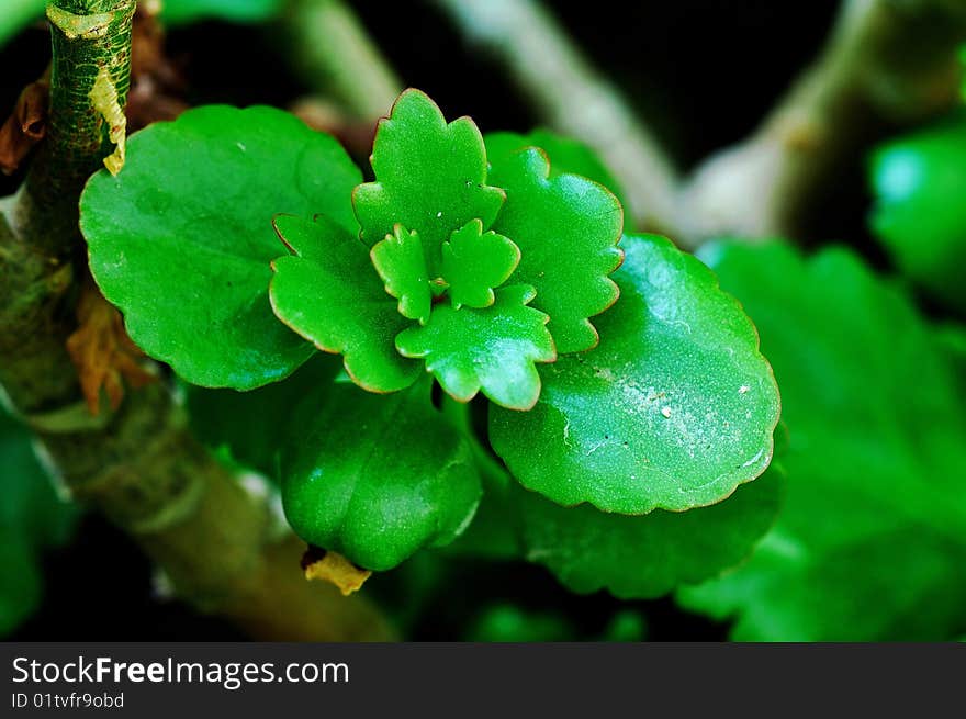 This is very beautiful begonia