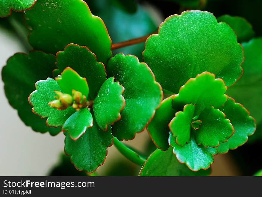 This is very beautiful begonia