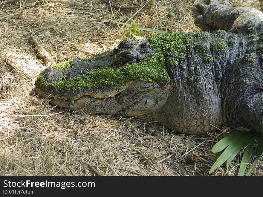 An alligator sunning in the swamps of Louisiana covered in duckweed