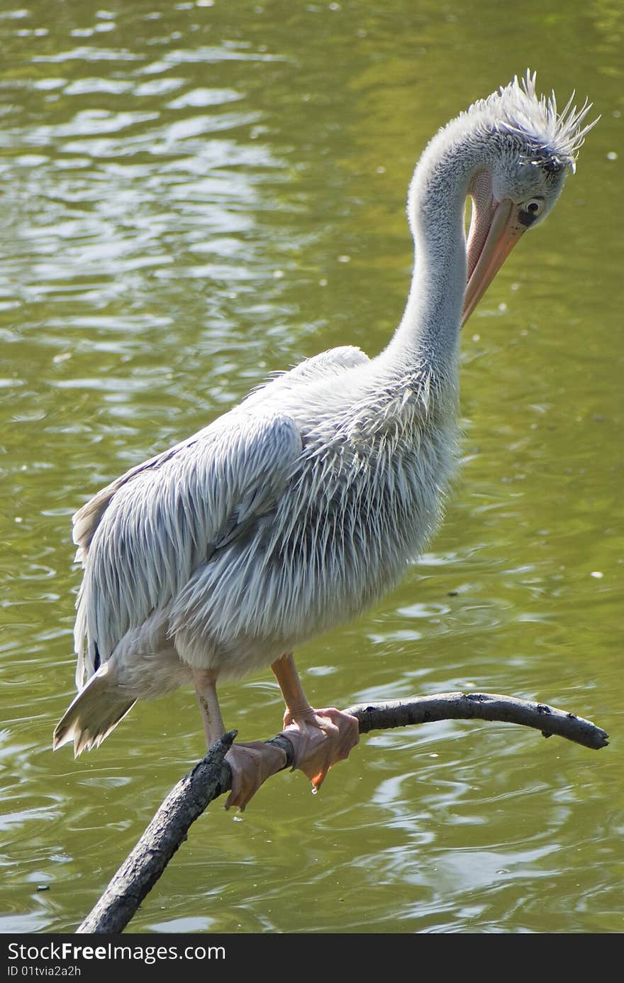 A white pelican perched on a stick in the swamps of louisiana. A white pelican perched on a stick in the swamps of louisiana