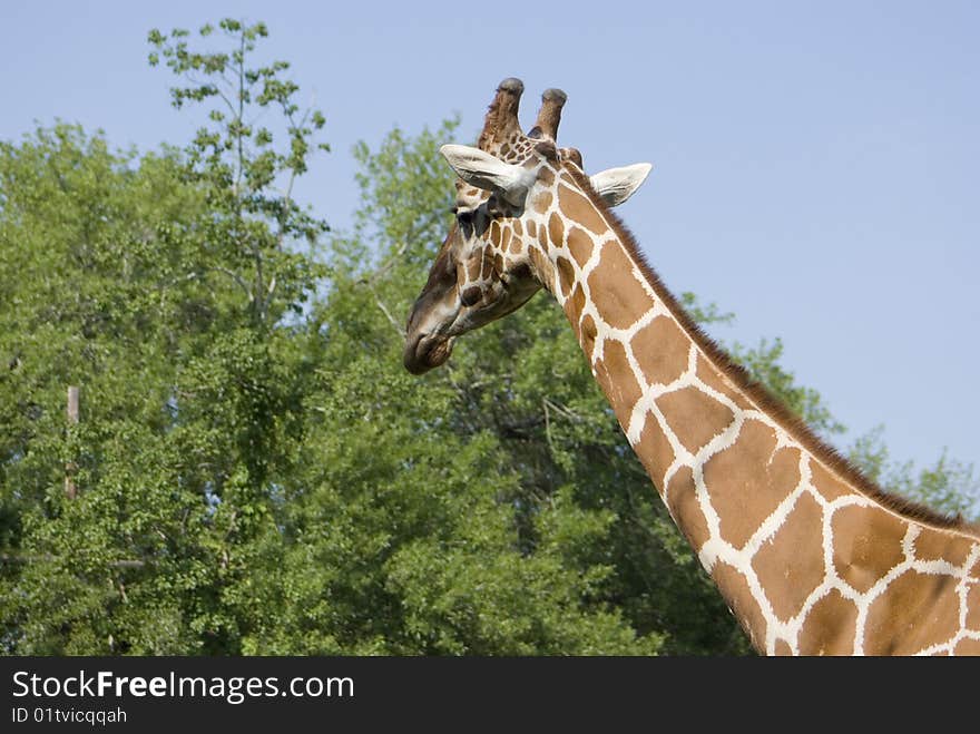 A side view of a giraffe head and neck from behind