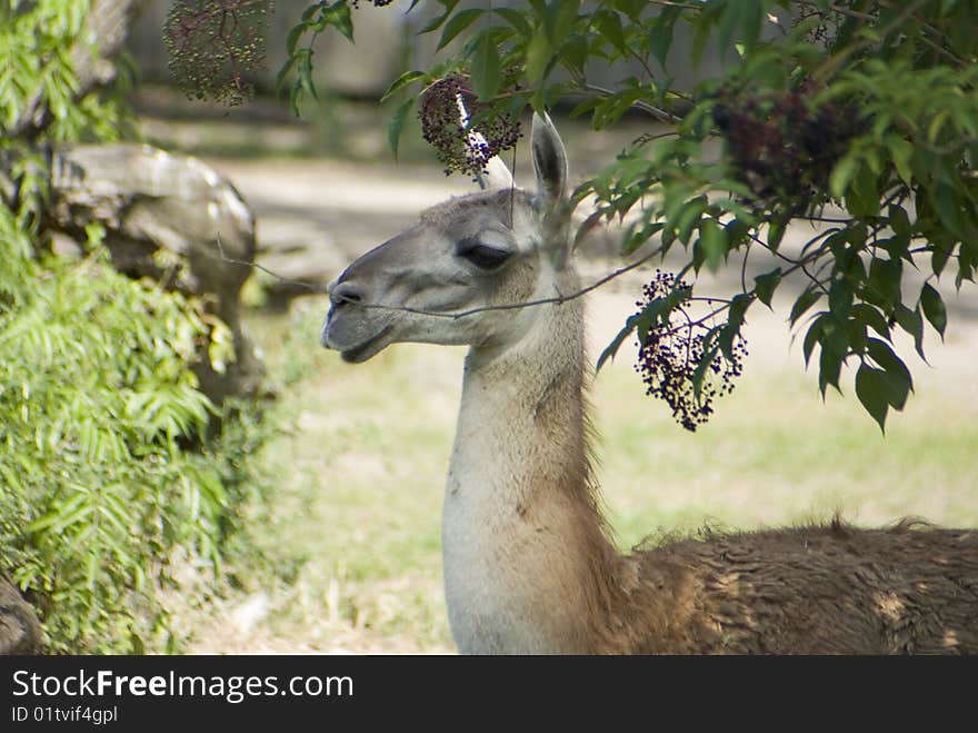 A young guanaco resting under a tree in the shade