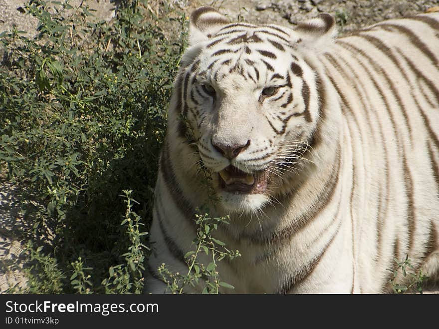 An exotic rare white bengal tiger hunting prey. An exotic rare white bengal tiger hunting prey