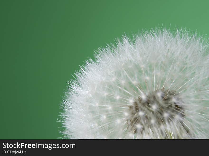 Dandelion