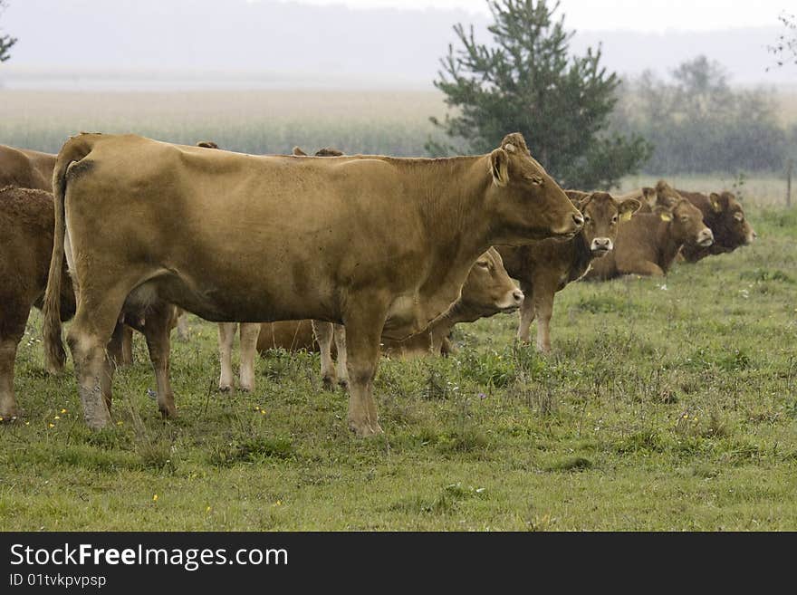 Cows on a rainy day